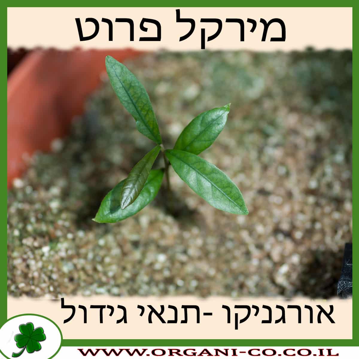 מירקל פרוט גידול צמח