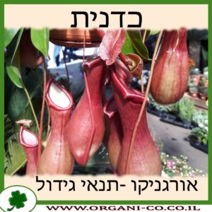 כדנית גידול צמח