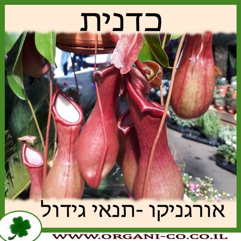כדנית כדנית גידול צמח