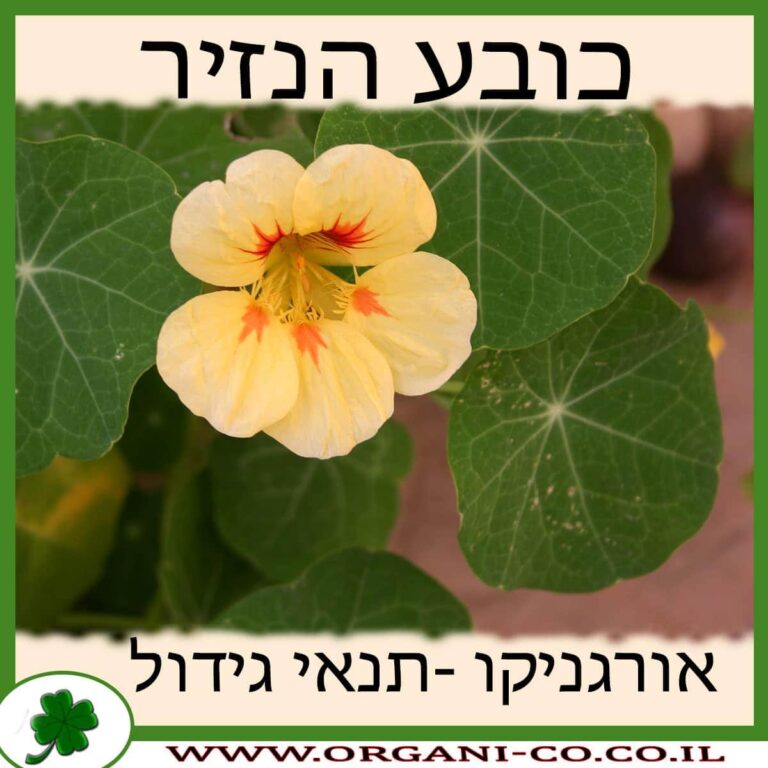 כובע הנזיר כובע הנזיר גידול צמח