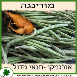 מורינגה תנאי גידול