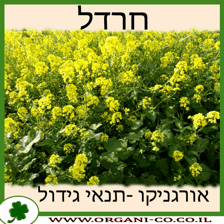 חרדל חרדל גידול צמח