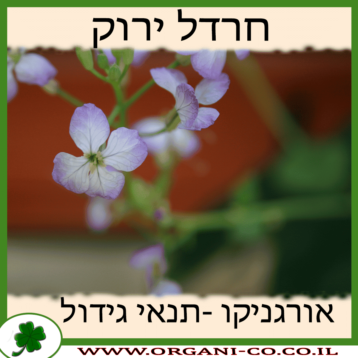 חרדל ירוק גידול צמח