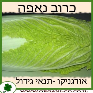 כרוב נאפה גידול צמח