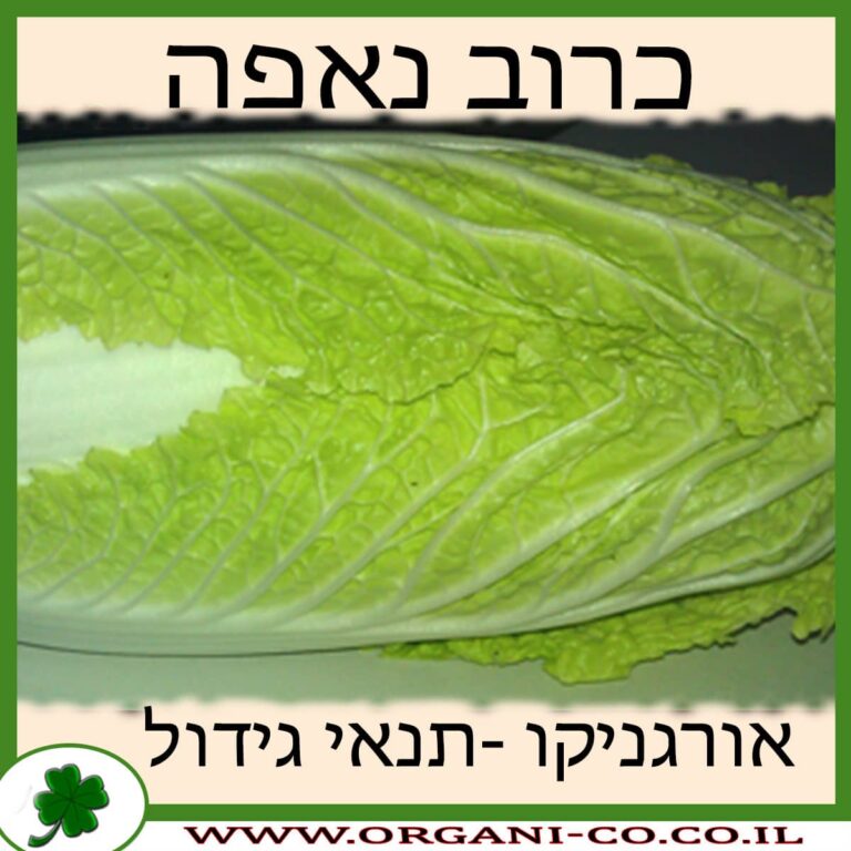 כרוב נאפה כרוב נאפה גידול צמח