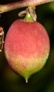 נקטרינה עץ