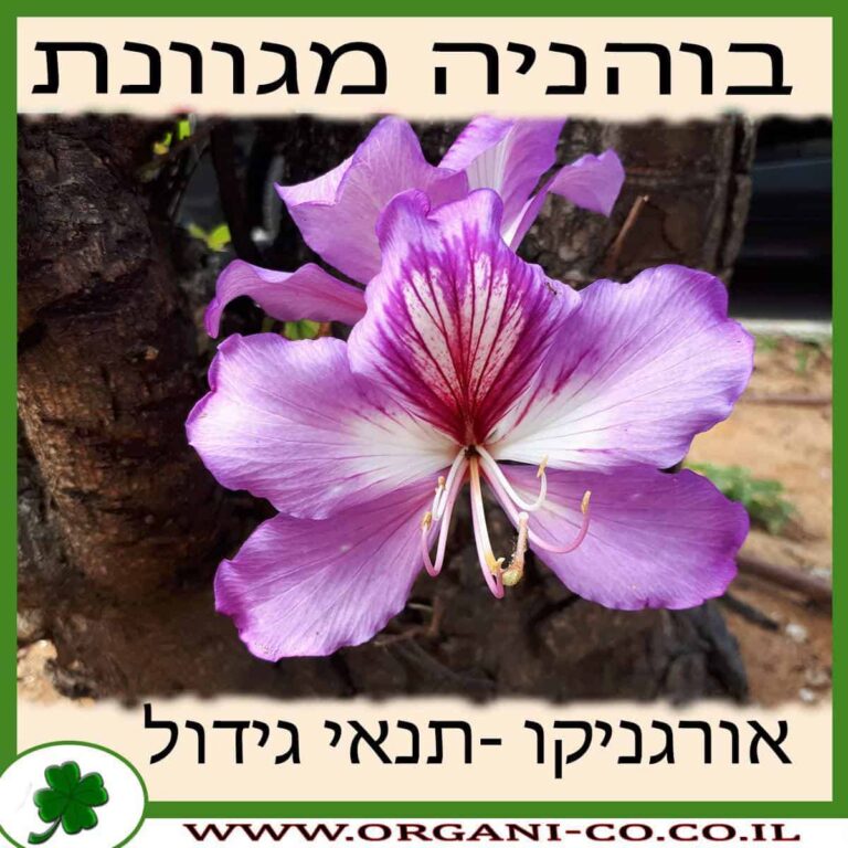 בוהיניה בוהניה מגוונת גידול צמח