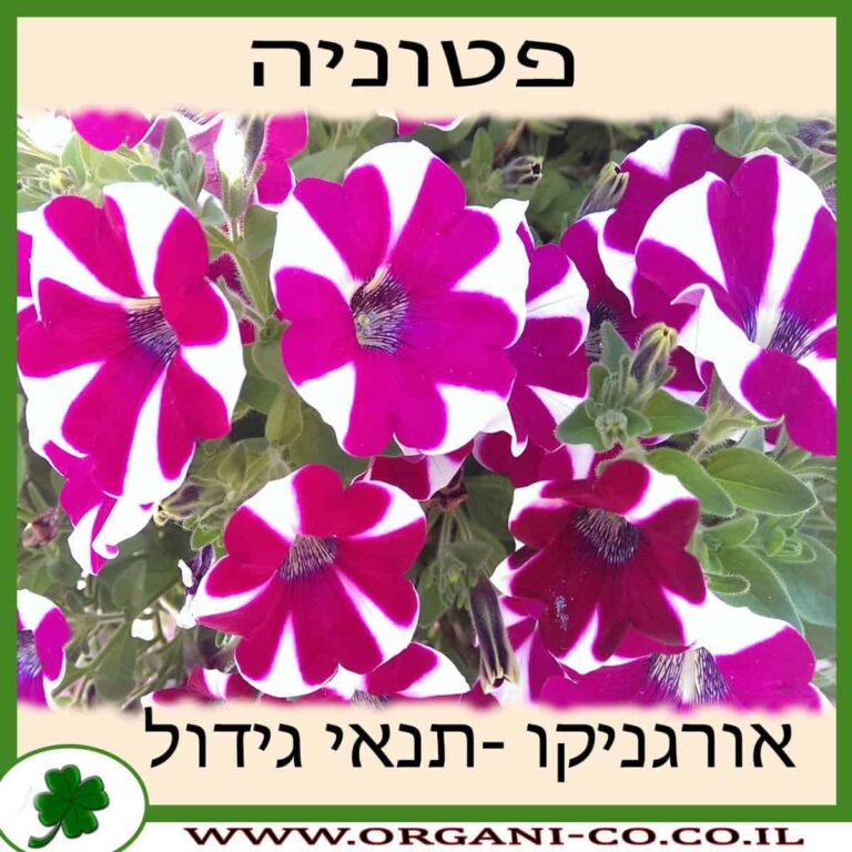 פטוניה פטוניה - תנאי גידול