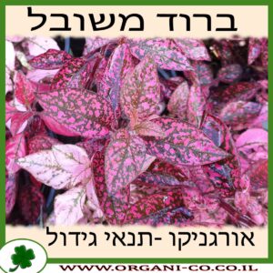 ברוד משובל גידול צמח