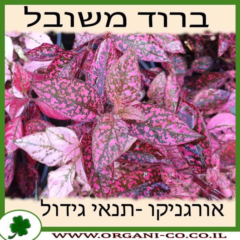 ברוד משובל ברוד משובל גידול צמח