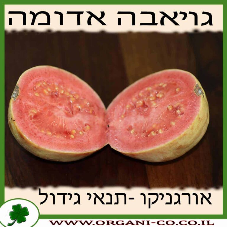גויאבה אדומה גידול צמח