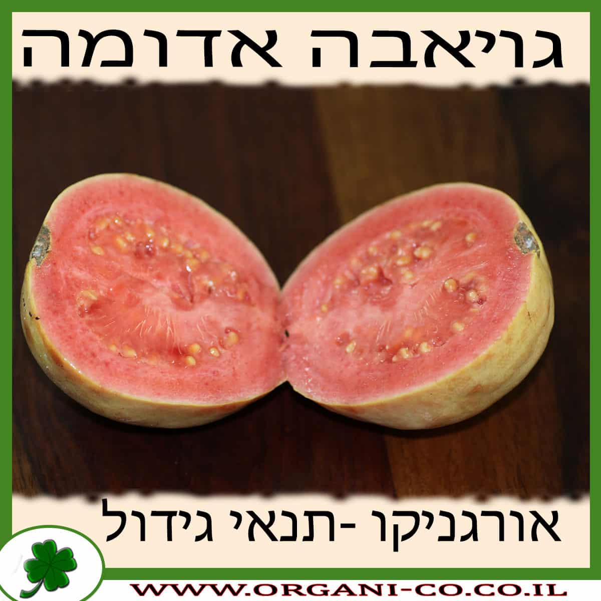 גויאבה אדומה גידול צמח