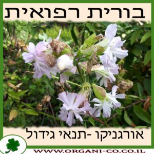 בורית רפואית גידול צמח