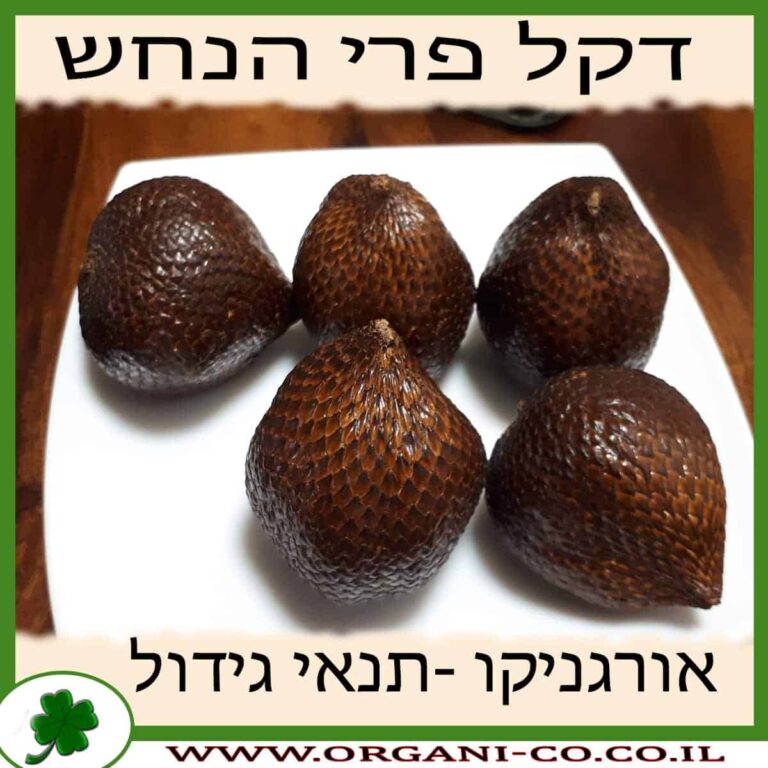 דקל פרי הנחש דקל פרי הנחש - סלאק - תנאי גידול