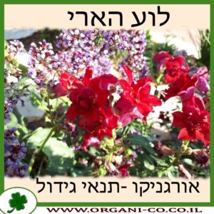 לוע הארי גידול צמח