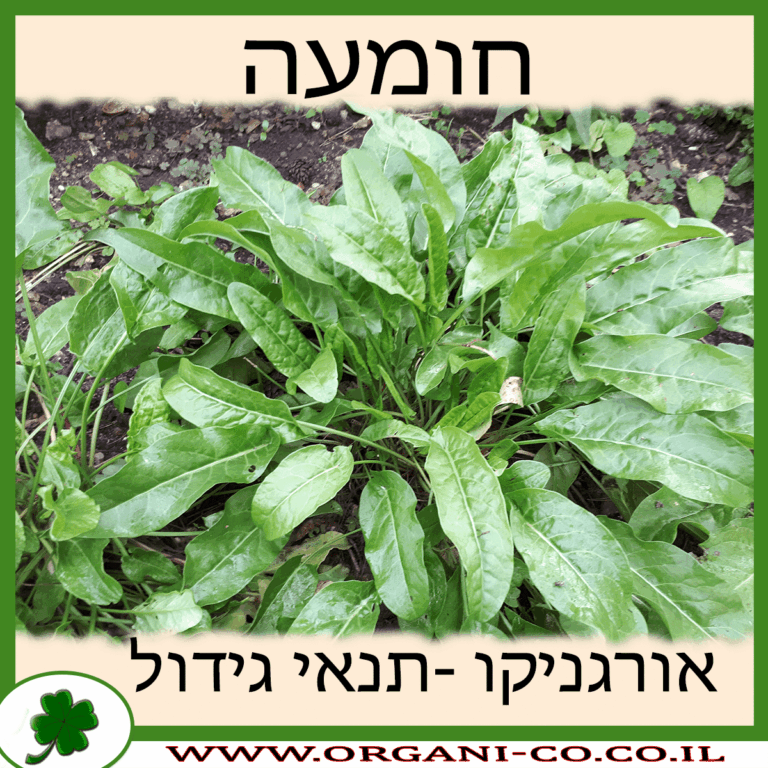 חומעה חומעה גידול צמח