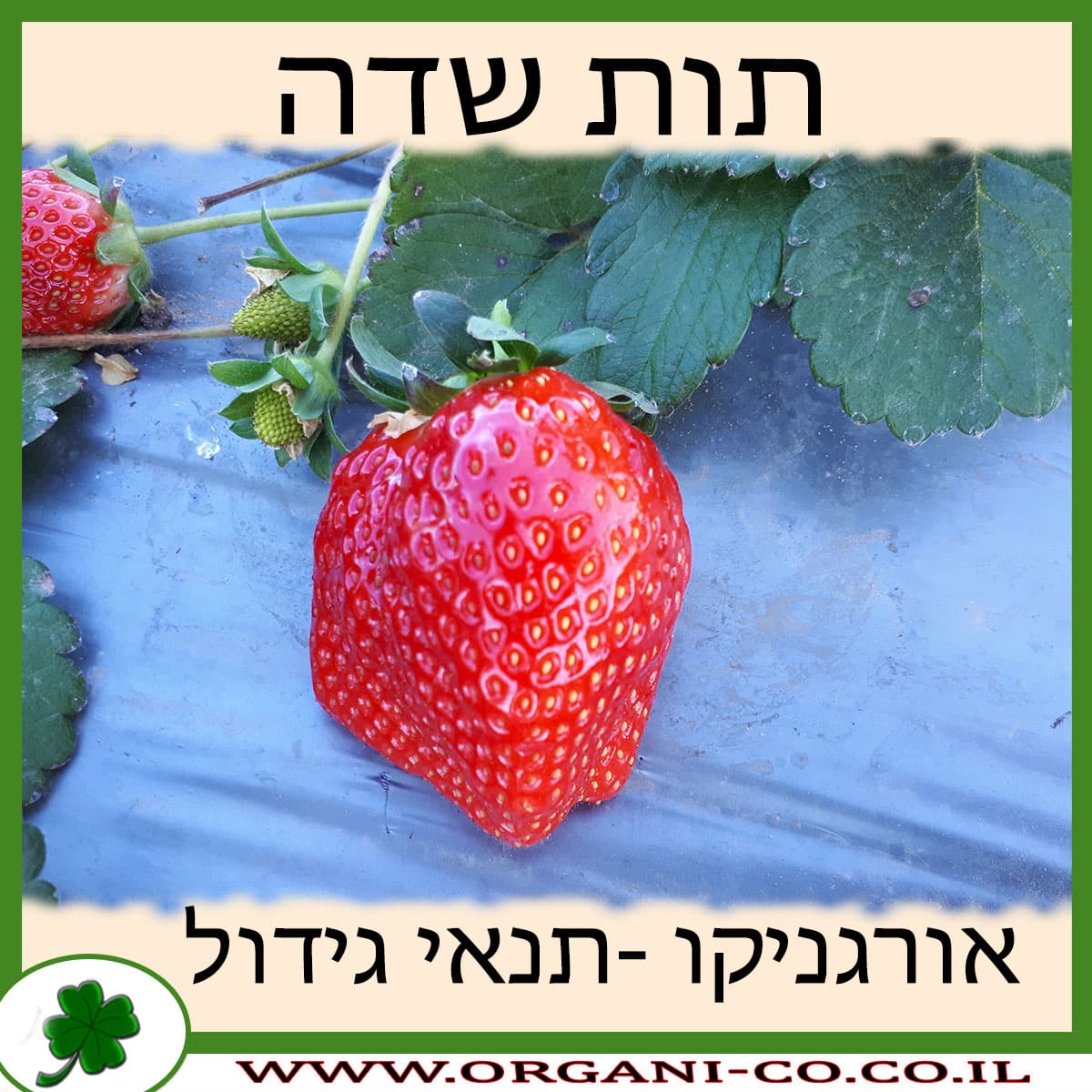 תות שדה - גידול צמח - משתלת אורגניקו - גידול תותים אורגני - Strawberry ...