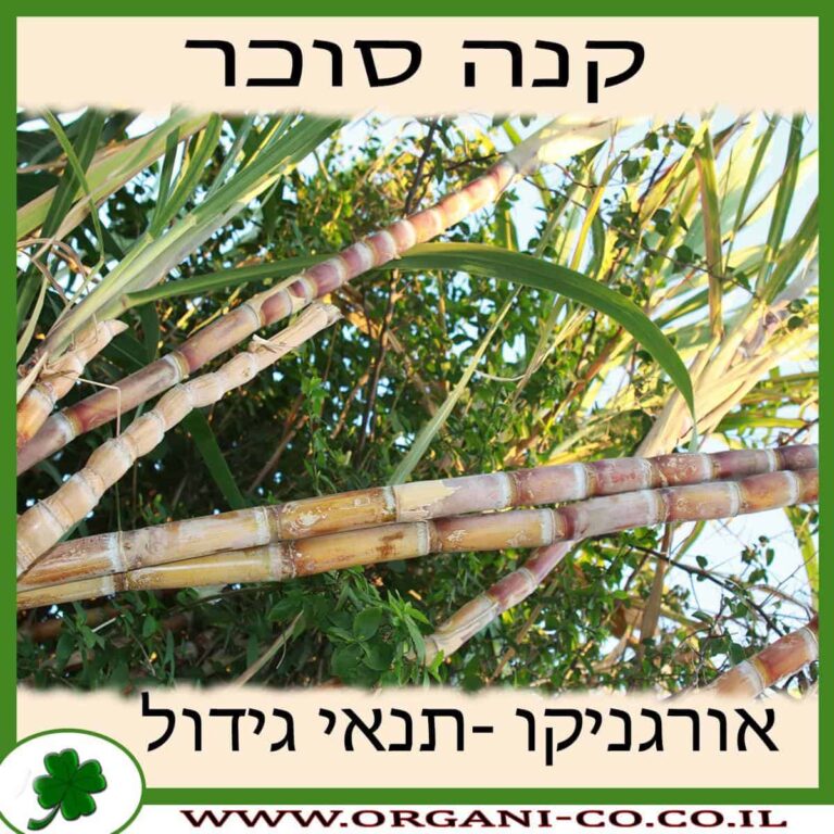 קנה סוכר קנה סוכר - תנאי גידול