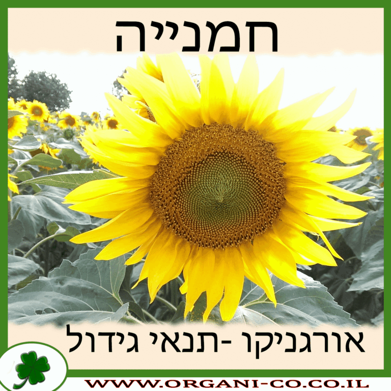 חמנייה – חמניות חמנייה גידול צמח