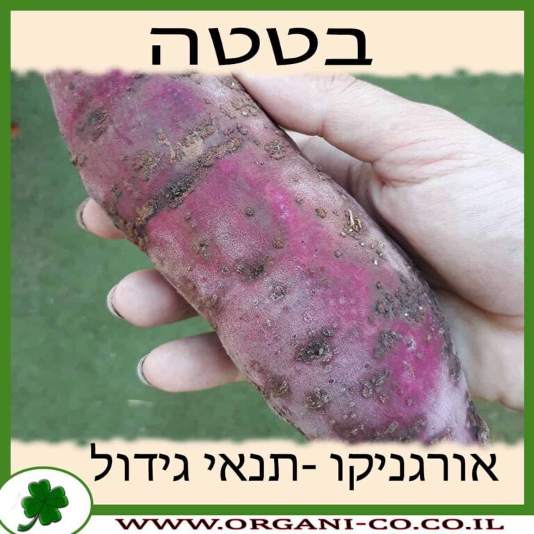 בטטה צמח בטטה גידול צמח