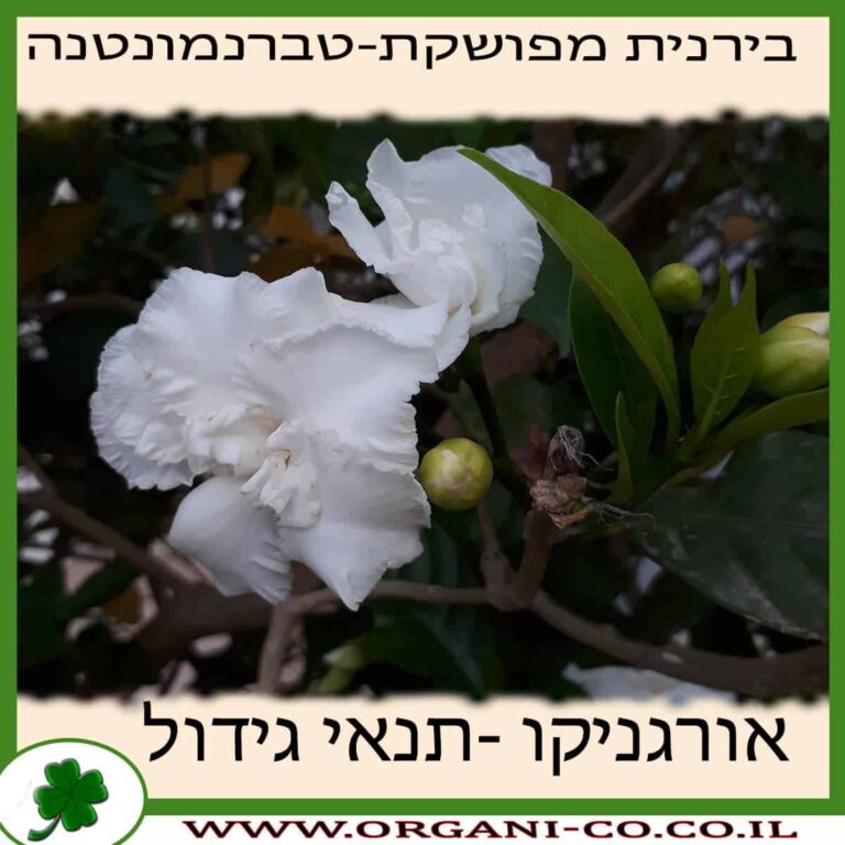 בירנית מפושקת (טברנמונטנה) בירנית מפושקת (טברנמונטנה) גידול צמח