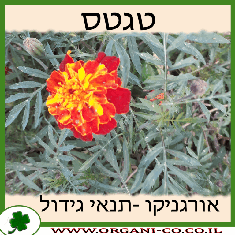 טגטס טגטס גידול צמח