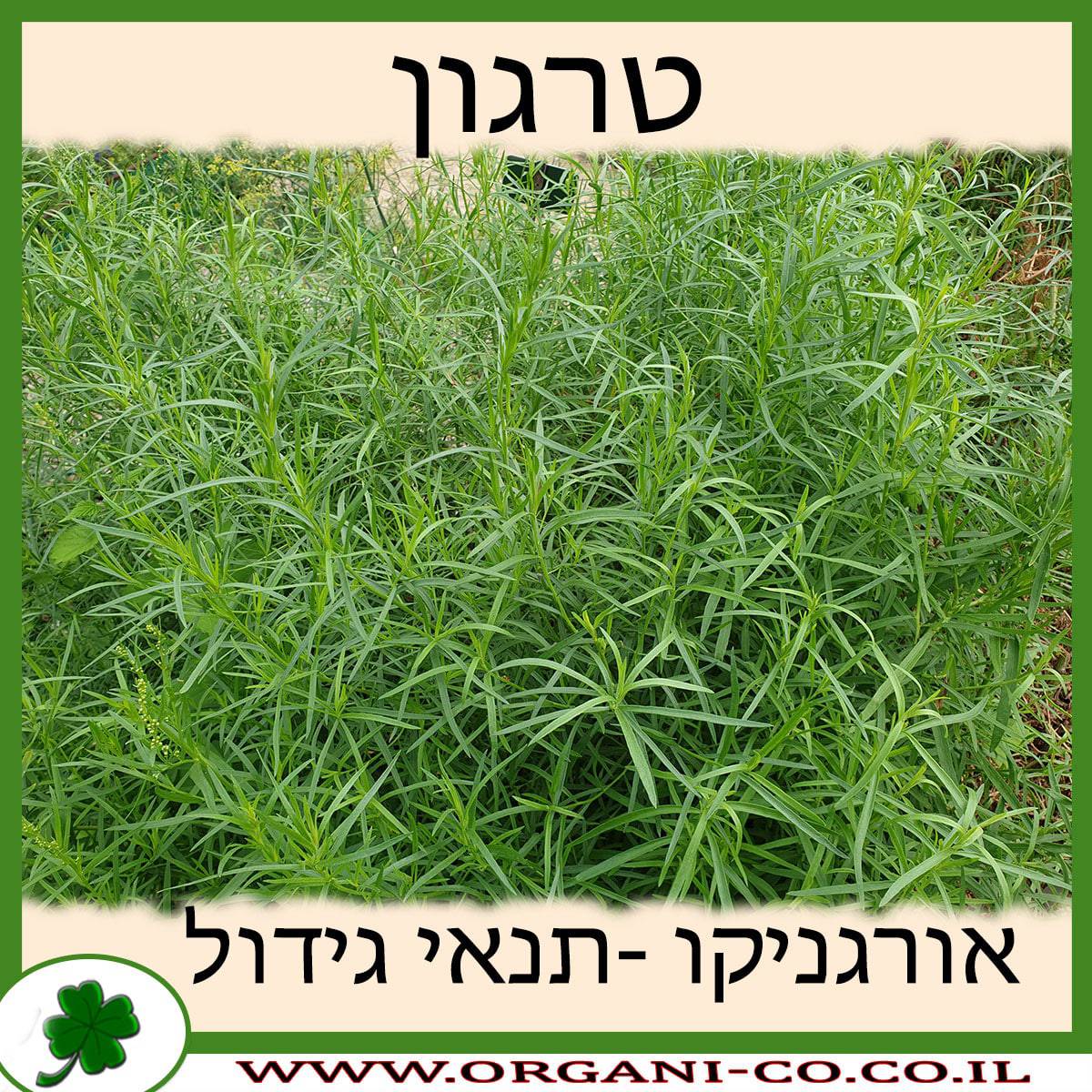 טרגון גידול צמח
