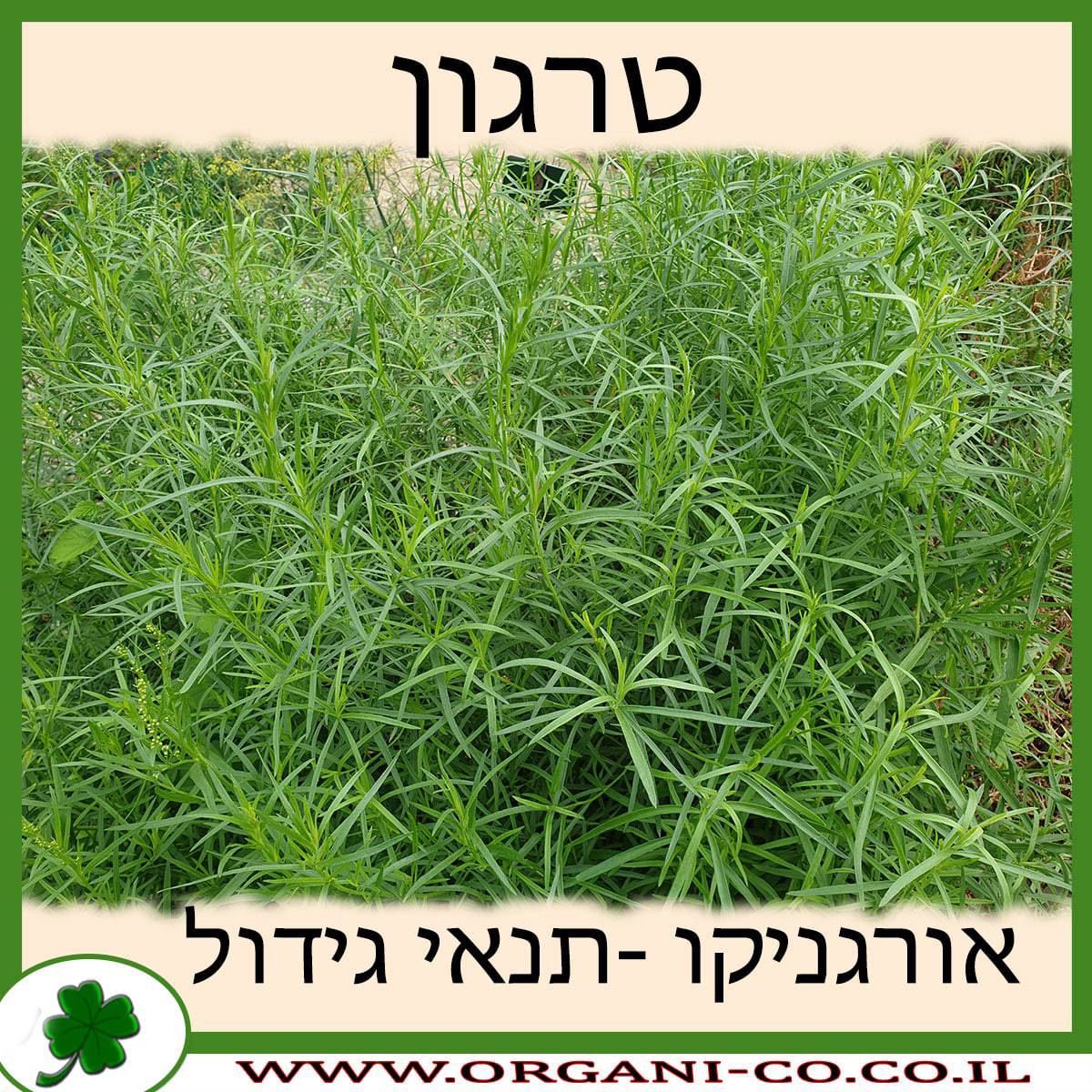 טרגון גידול צמח