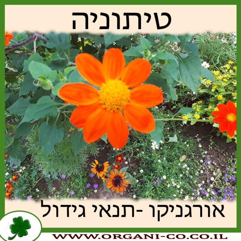 טיתוניה טיתוניה גידול צמח
