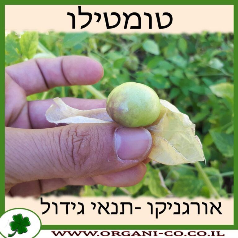 טומטילו טומטילו גידול צמח