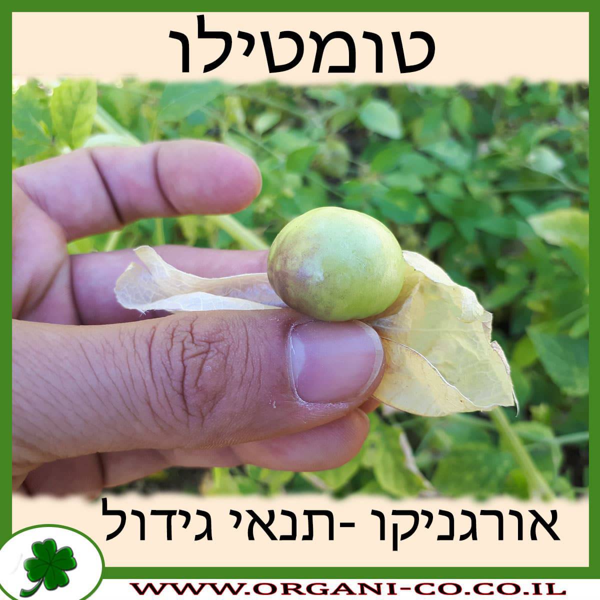 טומטילו גידול צמח