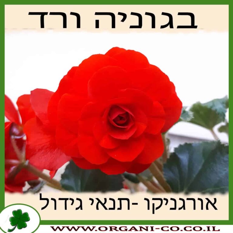 בגוניה ורד גידול צמח