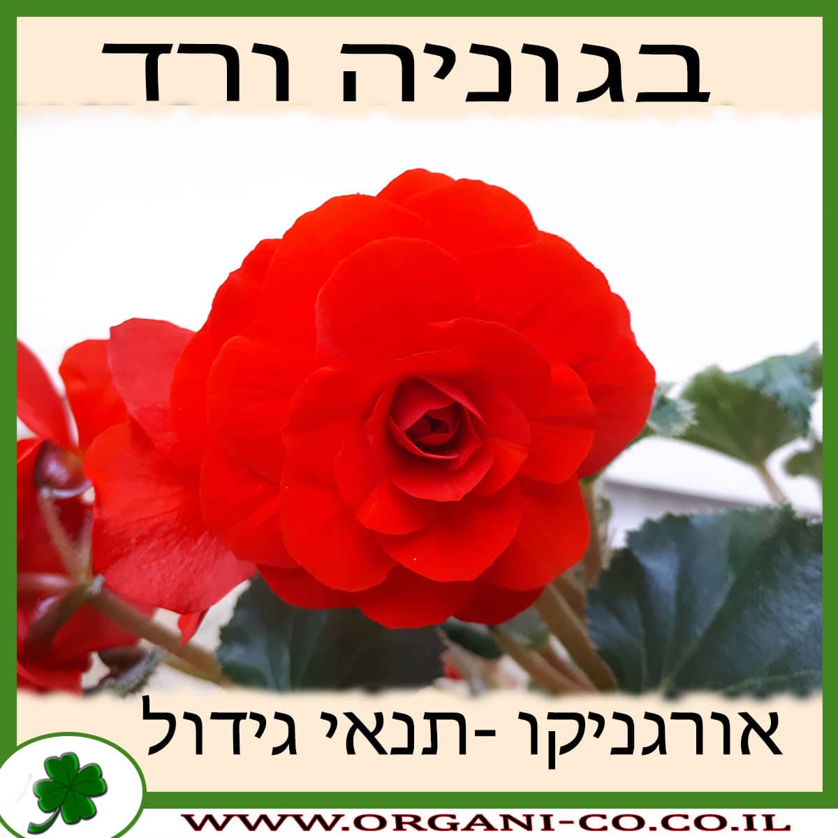 בגוניה ורד גידול צמח
