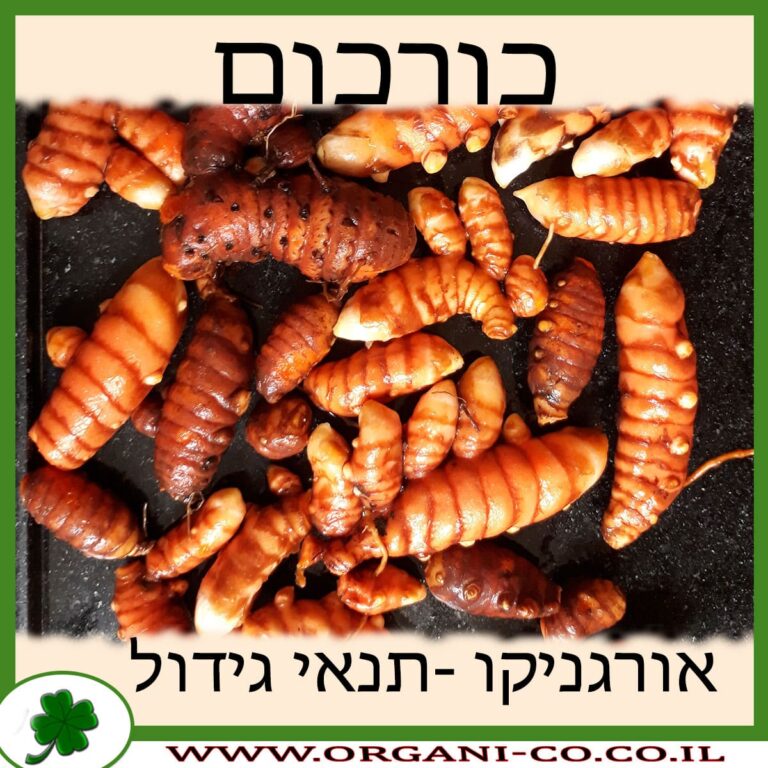כורכום צמח כורכום גידול צמח