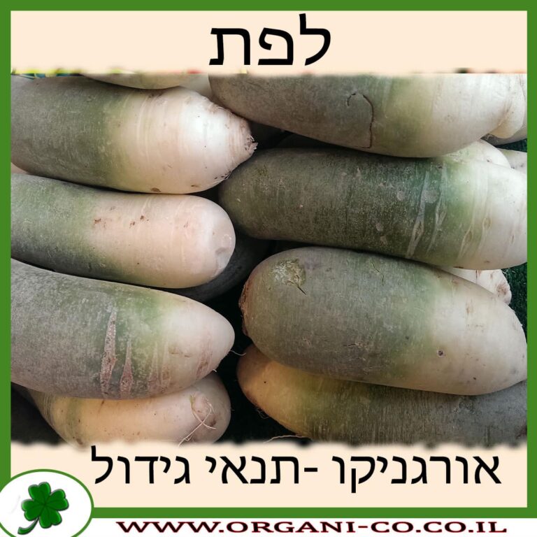 לפת לפת גידול צמח