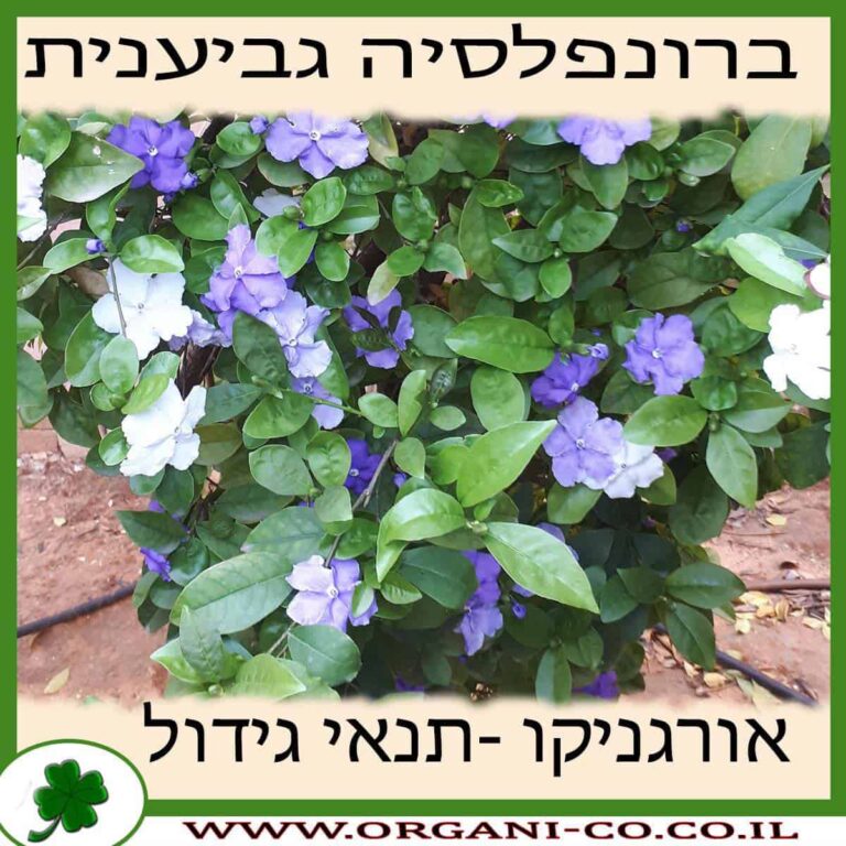ברונפלסיה גביענית ברונפלסיה גביענית גידול צמח