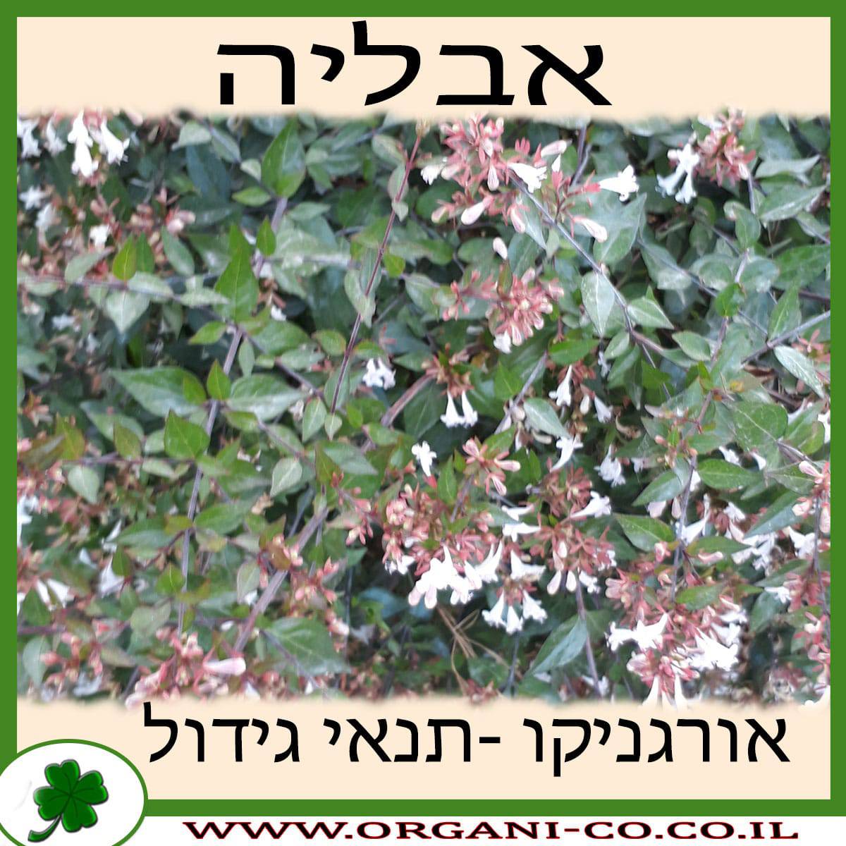 אבליה גדולת פרחים גידול צמח