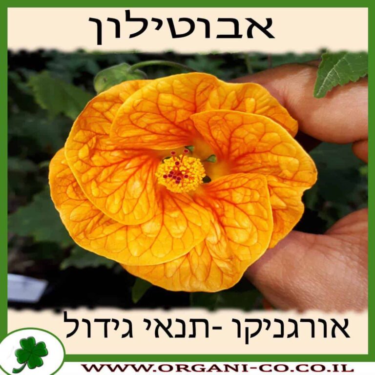 אבוטילון אבוטילון - גידול צמח