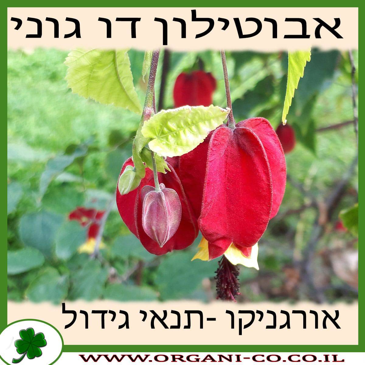 אבוטילון דו גוני - גידול צמח