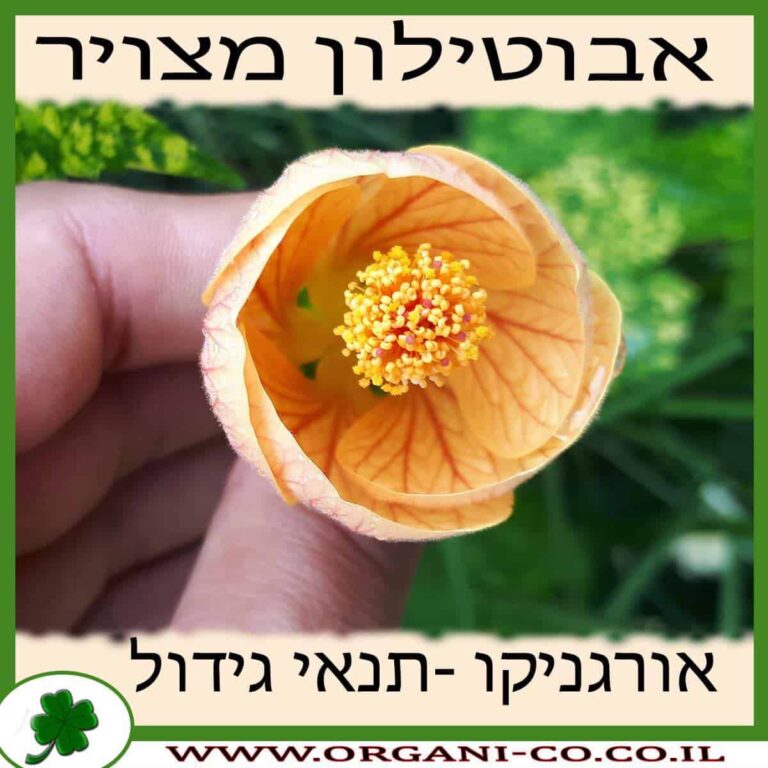 אבוטילון מצויר אבוטילון מצויר גידול צמח