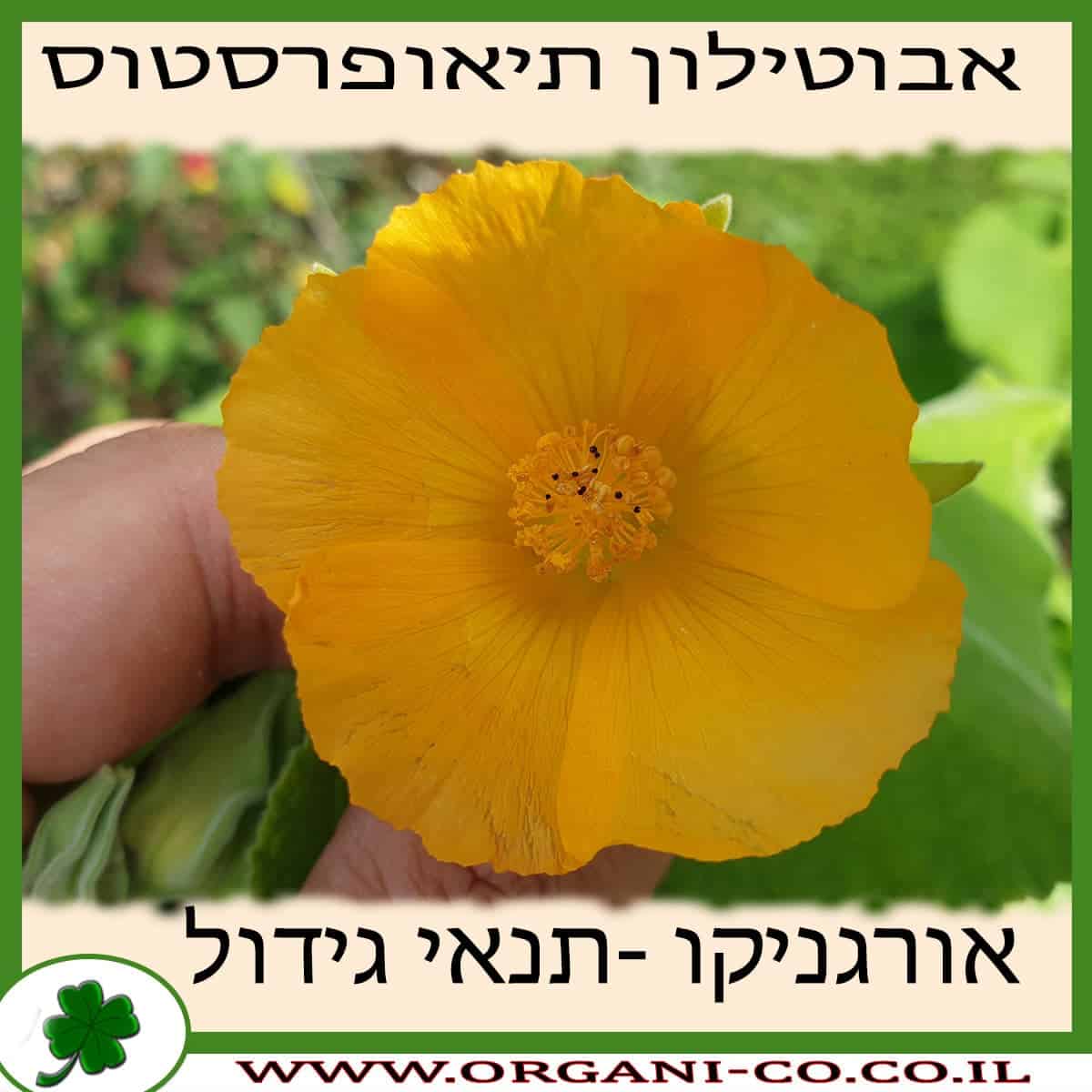 אבוטילון תיאופרסטוס גידול צמח