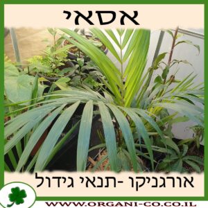 אסאי גידול צמח