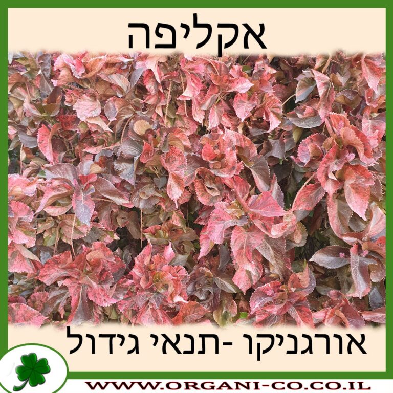 אקליפה אקליפה