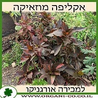 אקליפה מוזאיקה 10 ליטר למכירה - מחיר