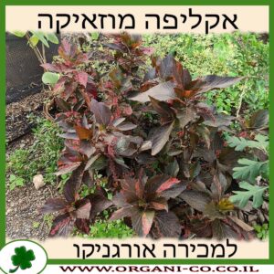 אקליפה מוזאיקה 10 ליטר למכירה - מחיר