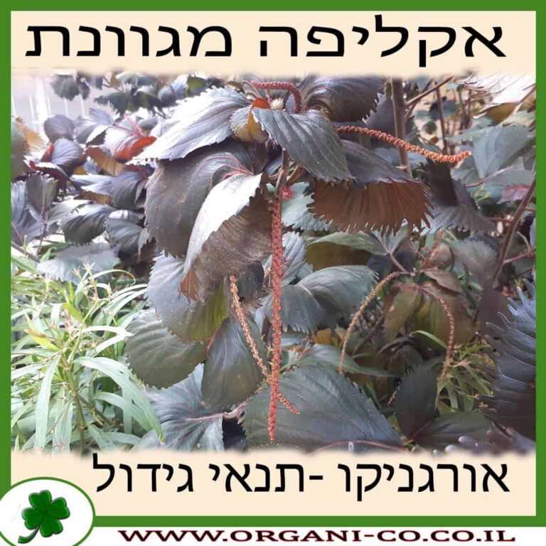 אקליפה מגוונת אקליפה מגוונת גידול צמח