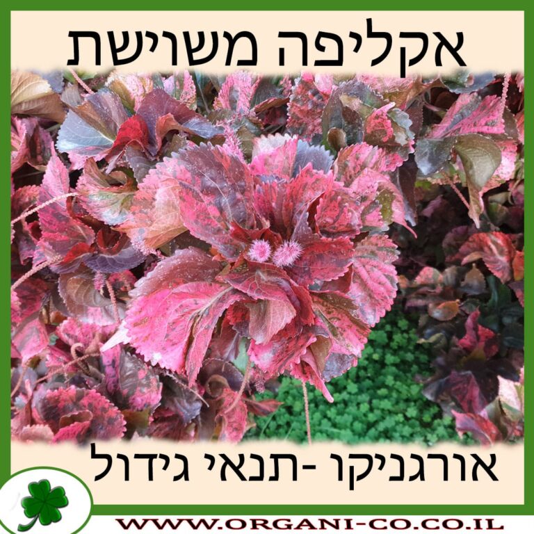 אקליפה משוישת אקליפה משוישת