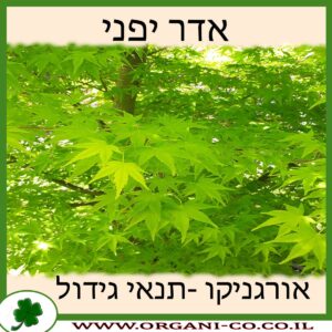 אדר יפני