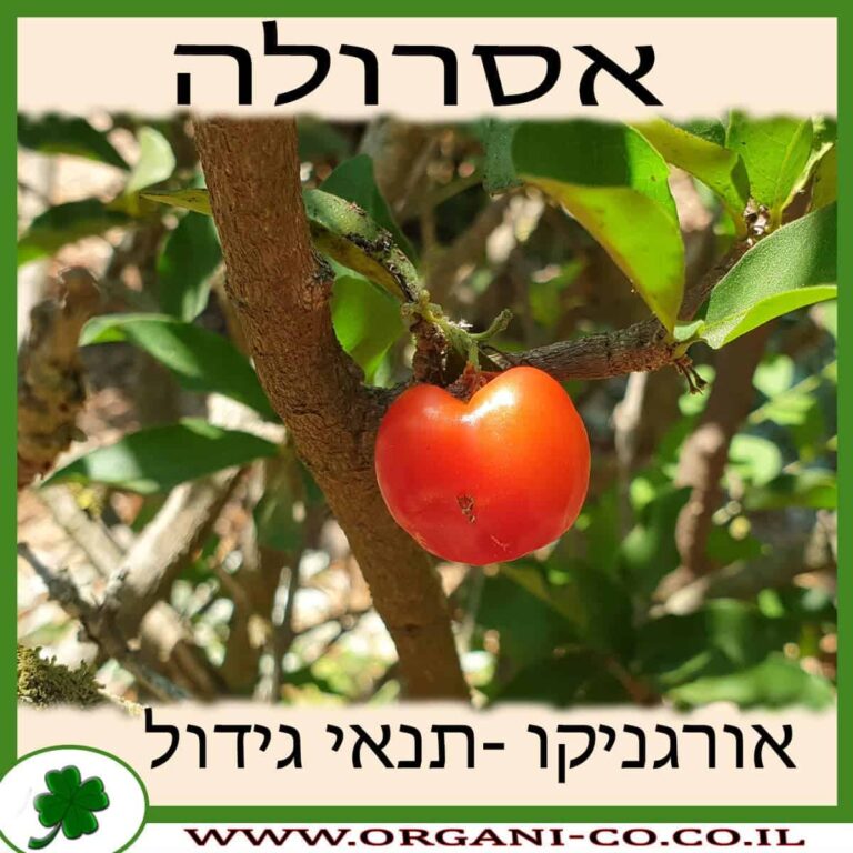 אסרולה – אצרולה אסרולה גידול צמח