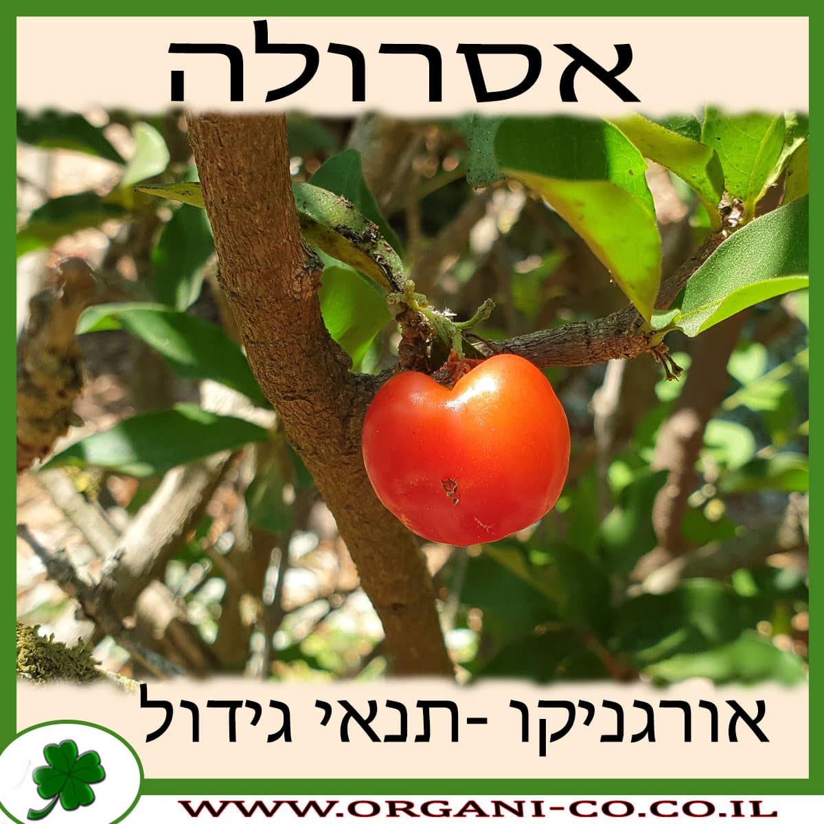 אסרולה גידול צמח